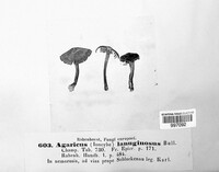 Inocybe lanuginosa image